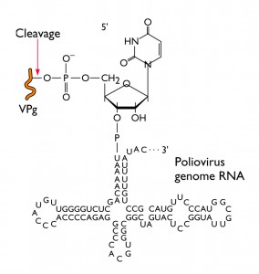 VPg linked to RNA