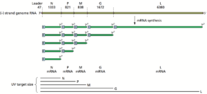 VSV gene order