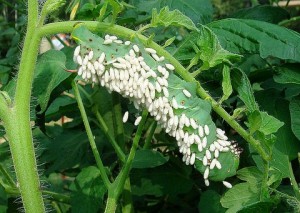 hornworm parasitized by wasp