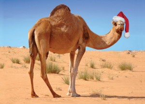 xmas camel