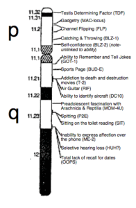 Y chromosome