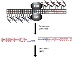 zinc finger nuclease