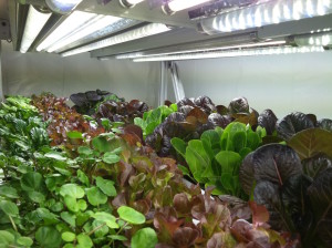 Lettuce shelf