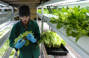 James with Lettuce